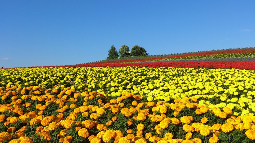 Sugano Farm, Biei, Hokkaido