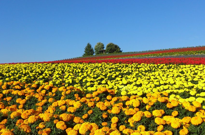 Sugano Farm, Biei, Hokkaido