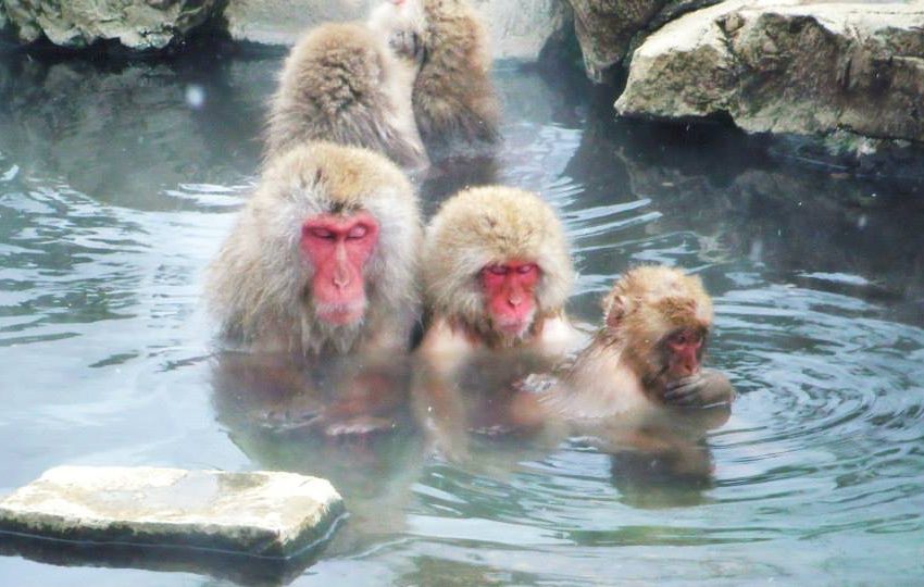 Jigokudani Monkey Park