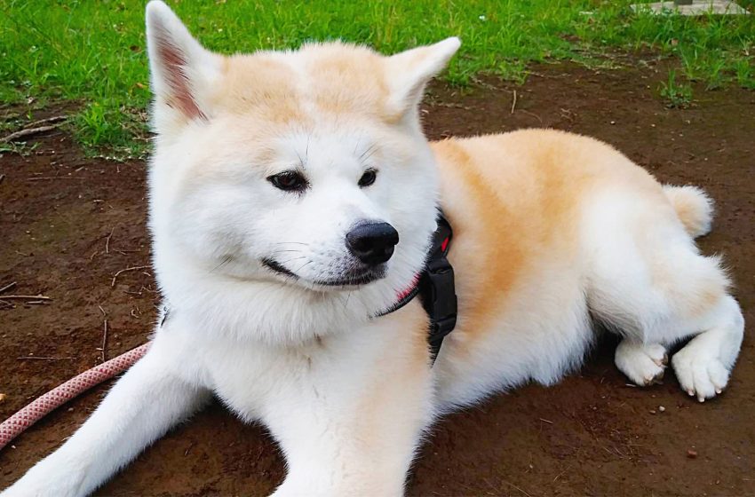  Akita Inu: The Noble Guardian of Japan