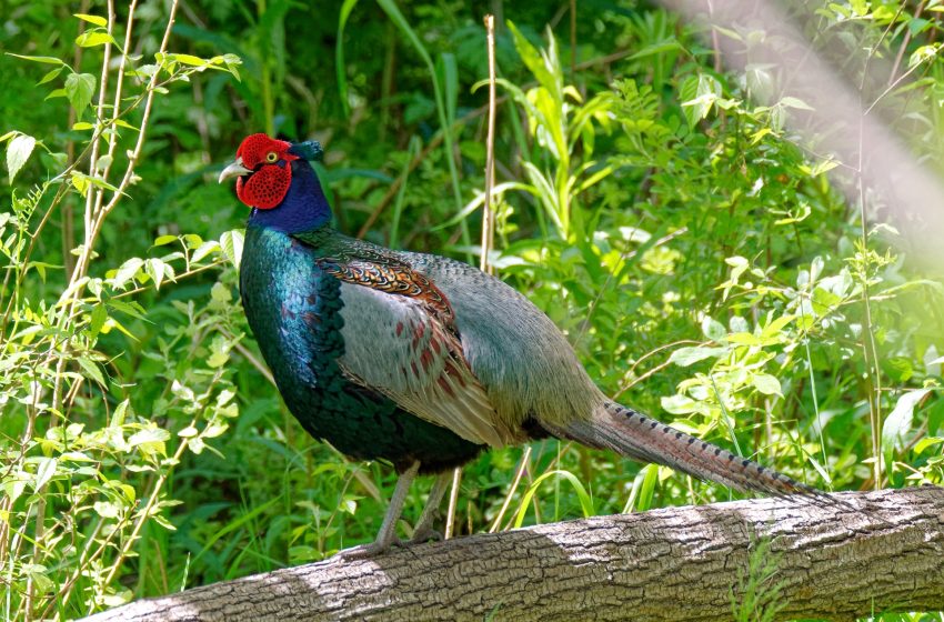  The Green Pheasant: Japan’s National Bird