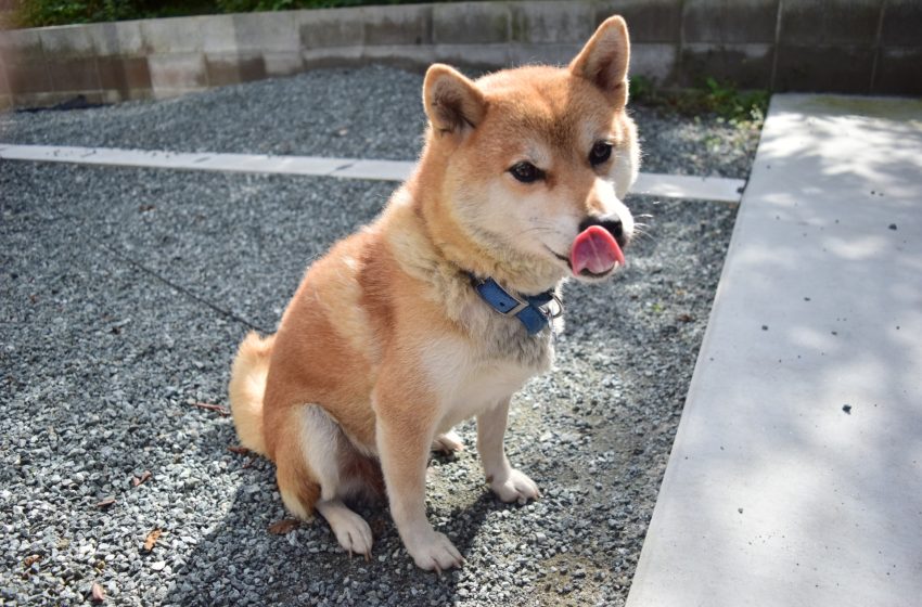  Shiba Inu: The Iconic Japanese Dog Breed