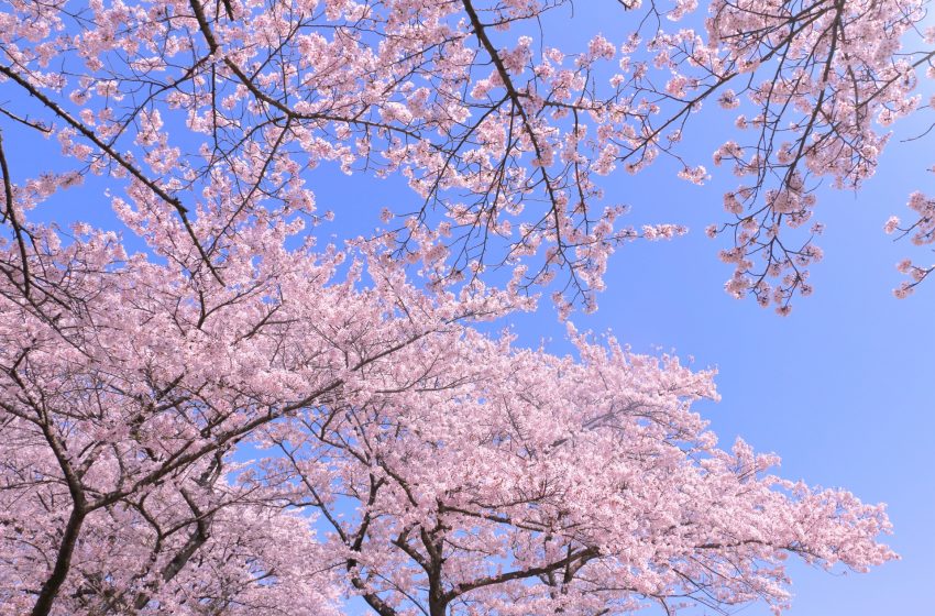  Exploring the Diverse World of Sakura: Japan’s Cherry Blossoms