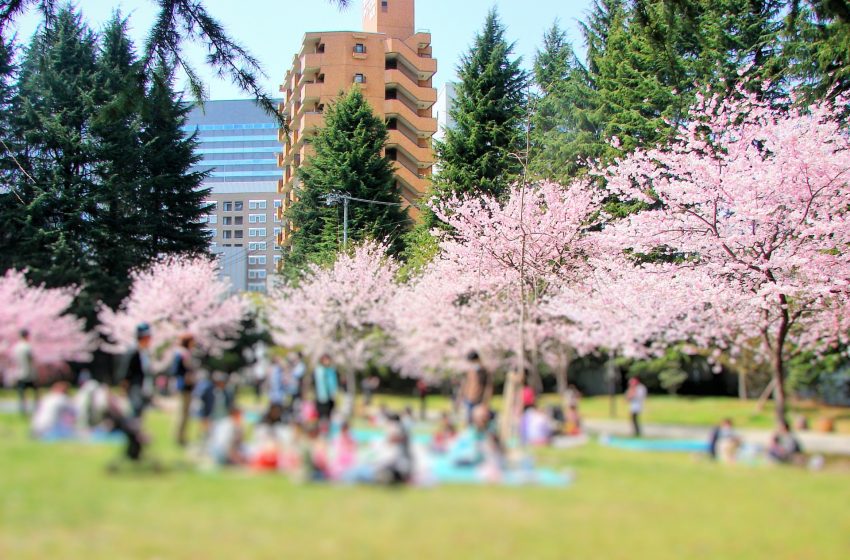  Hanami: Embracing the Beauty of Cherry Blossoms in Japan