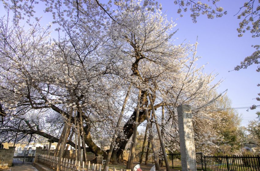  Ishido Kabazakura: Saitama’s Spectacular Cherry Blossom