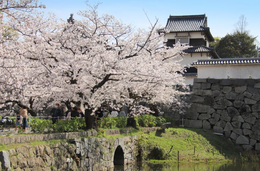  Cherry Blossoms in Fukuoka: A Guide to the City’s Best Sakura Spots