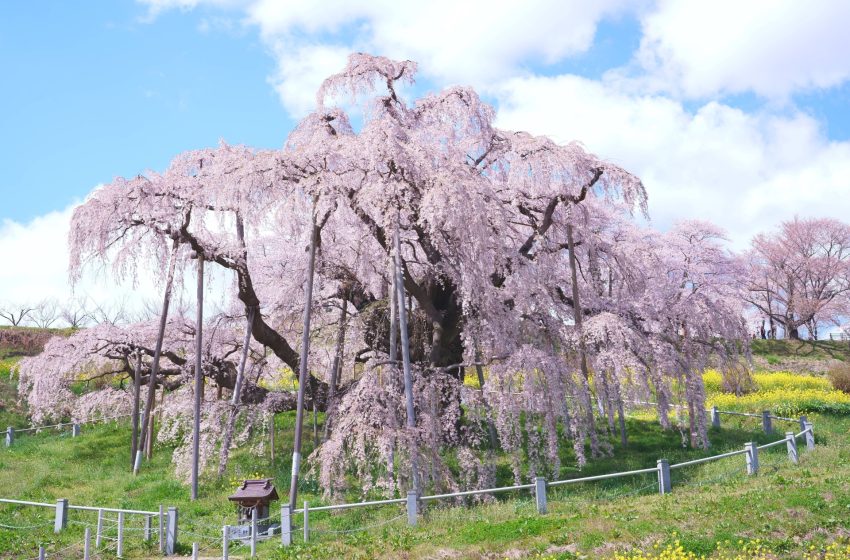  Miharu Takizakura: A Living Legacy of Fukushima’s Cherry Blossoms