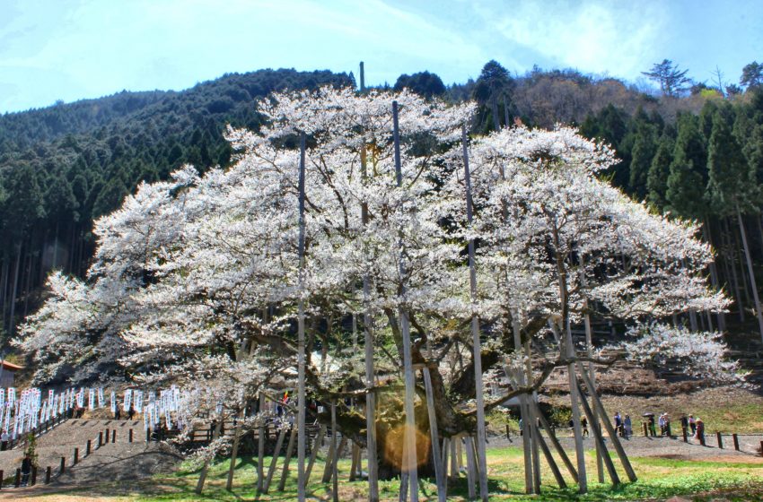  Neodani Usuzumi Sakura: Gifu’s Ancient Cherry Blossom Marvel