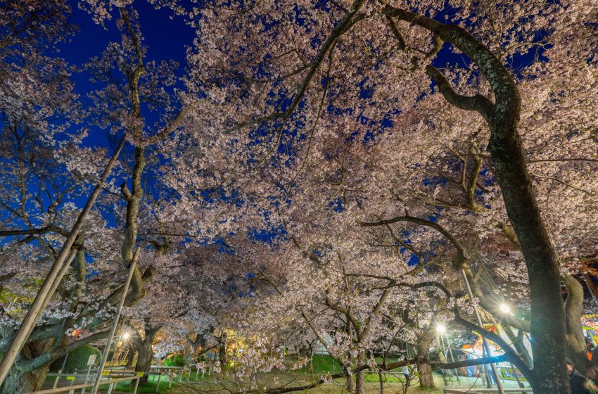 Tokyo Night Sakura: Enchanting Cherry Blossoms Under the Stars ...