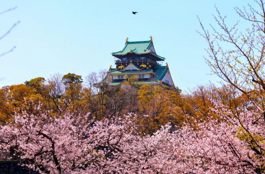  Discovering Osaka’s Cherry Blossom Havens: A Guide to Sakura Spots