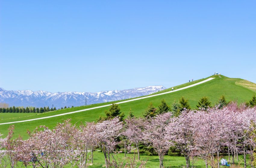  Sakura in Sapporo: A Guide to Cherry Blossom Viewing