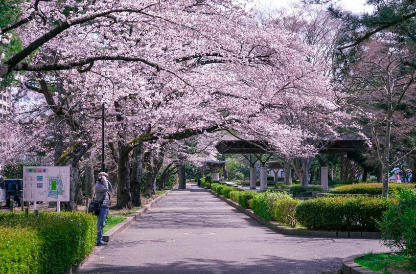  Cherry Blossom Splendor in Sendai: Must-Visit Sakura Spots