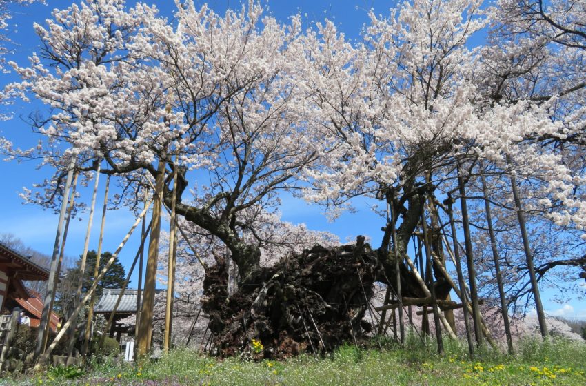  Yamanashi’s Yamataka Jindai Sakura: A Timeless Bloom